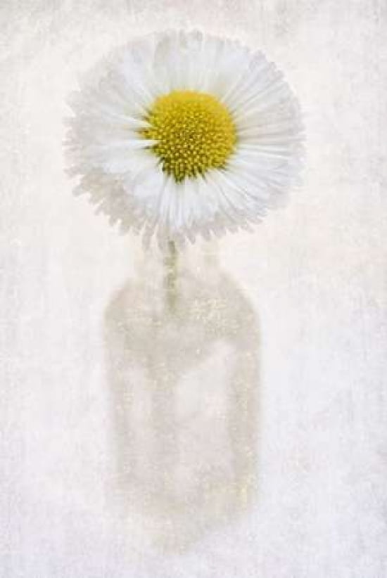 Daisy Bottle I Canv