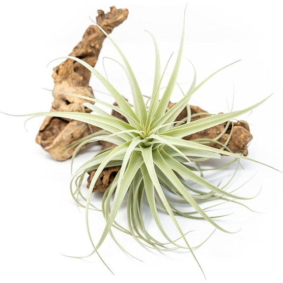 Air plant shop Tillandsia Purpurea Air Plants- Wholesale and Bulk - Succulents - Live Tillandsia - Easy Care Indoor and Outdoor House Plants (Pack of 1)