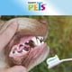 thumbnail image 4 of Fancy Pets Kit Dental para perro con 5 piezas, 4 of 5