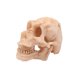 thumbnail image 1 of Moyic 6 uds. De calaveras de resina para manualidades, decoraciones para peceras, regalos de cumpleaños para acuario para mujeres, accesorios Decoración Moyic HA011458-00B, 1 of 1