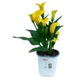 thumbnail image 1 of 4.7in Calla Lily, Outdoor Live Plants for Home Garden, 1 of 1