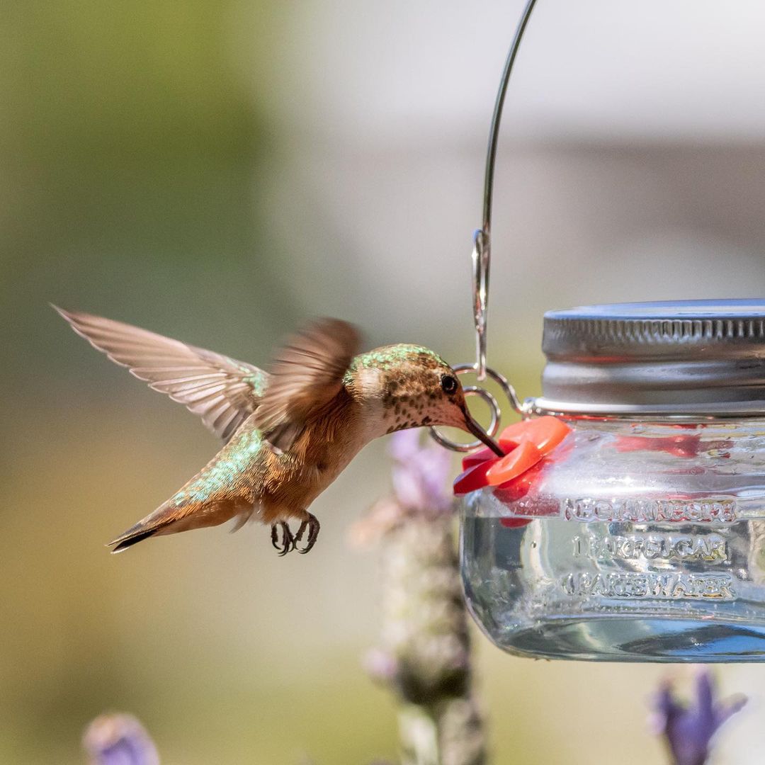 Wild Wings Mason Jar Glass Hummingbird Feeder
