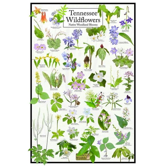 Tennessee Wildflowers Poster - Native Woodland Blooms - Educational Science Chart of Tennessee Flowers