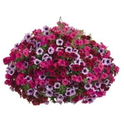 Proven Winner 2G Combo Grand Traverse