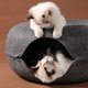 thumbnail image 4 of Donut Cat Bed Pet Cat Tunnel Interactive Game Toy Cat Bed Dual-use Indoor Toy Kitten Sports Equipment Cat Training Toy Cat House ShopWise Round, 4 of 13
