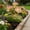 227#Purple, variant on Solar Carnation Flower Ground Stake Light, Auto Dusk Dawn Self Charging Outdoor Decor Lamp, All Weather Waterproof Long Runtime Floral Landscape Lighting for Garden Walkway Patio Yard