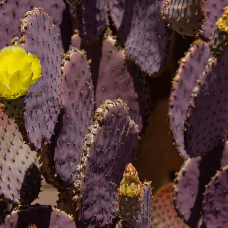 green prickly pear cactus Cold Hardy Opuntia Green Tuna Prickly Pear Fruit Pad (cutting) (mostly main image 1