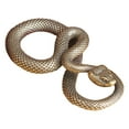 thumbnail image 5 of Esquirla Python Keychain Brass Snake Statue Crafts Room Office Decor Snake Ornament Mini Snake Figurine for Bedroom Teahouse Bookshelf, 5 of 8