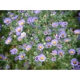 thumbnail image 4 of 100 Seeds| Swan River Mix Daisy Seeds- Authentic Seeds~GMO Free~ Seeds~Flower seeds~Vegetable seeds~ Asian Garden~Herb B5G1#N014, 4 of 5