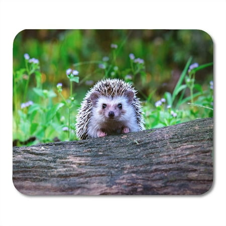 SIDONKU Brown Adorable Dwraf Hedgehog on Stump Young Timber Wiith Eye Contact Sunset and Sorft Light Bokeo Green Mousepad Mouse Pad Mouse Mat 9x10 (Best Green Contacts For Dark Brown Eyes)