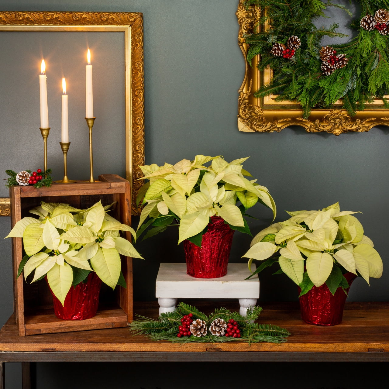 Holiday Time 1.5QT White Poinsettia Live Houseplant Red Foil Cover Indirect Sunlight 3 Pack