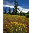 thumbnail image 2 of Terrill, Steve 26x32 Gold Ornate Wood Framed with Double Matting Museum Art Print Titled - OR, Wallowa-Whitman NF Yellow eriogonum, 2 of 4