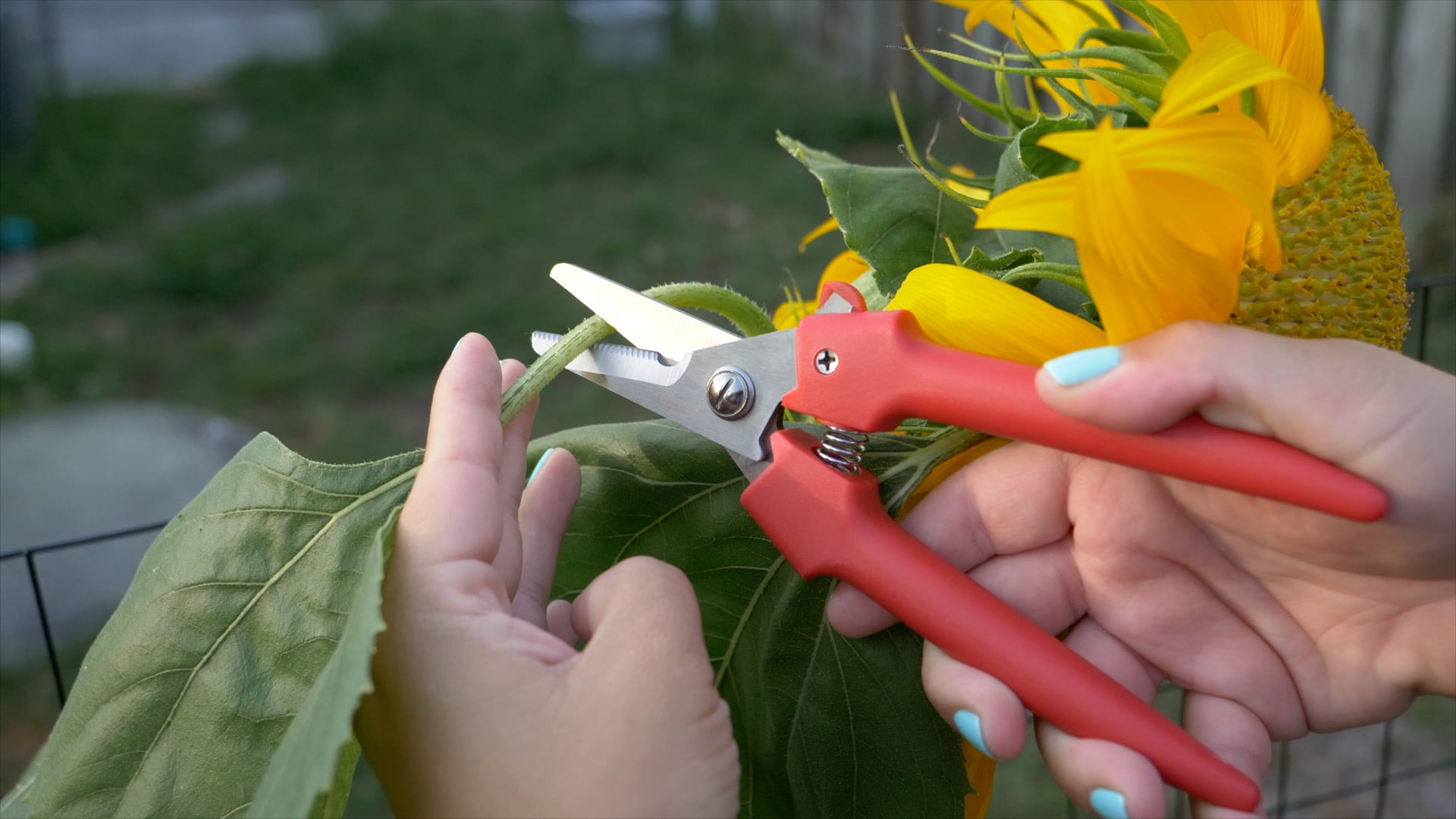 Clauss Cutter Shear, 7.5", Partially Serrated, with Latch Closure, Red Plastic Handles