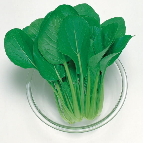 Komatsuna Mustard Seeds - Green Boy - Hybrid - 1 g Packet ~405 Seeds - Non-GMO, F1 Hybrid - Asian Garden Vegetable & Herb Gardening