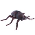 thumbnail image 2 of Juguete educativo realista de la ciencia y de la naturaleza del niño de la Sunnimix  Juguete animal de la estatuilla, 2 of 8