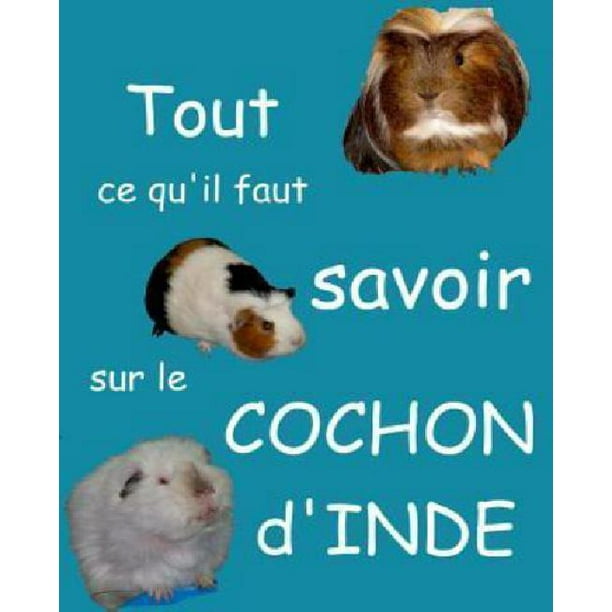 Tout Ce Qu Il Faut Savoir Sur Le Cochon D Inde Walmart Com