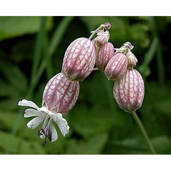 Bladder Campion (50 Seeds) - Silene vulgaris
