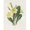 thumbnail image 2 of Babbitt, Gwendolyn 12x14 White Modern Wood Framed Museum Art Print Titled - Primrose, 2 of 4