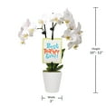 thumbnail image 4 of 3" Petite White Orchid in Evi White Planter – Best Teacher Ever, 4 of 5