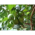 thumbnail image 4 of Hawaiian Tropical Guava Fruit Plant Seeds 1 Pack ( 20 Seeds Per Pack) Full Sun, 4 of 6