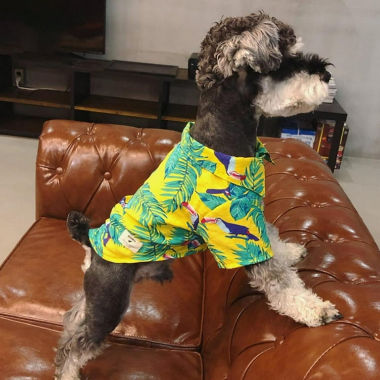 Summer dog coats 2025