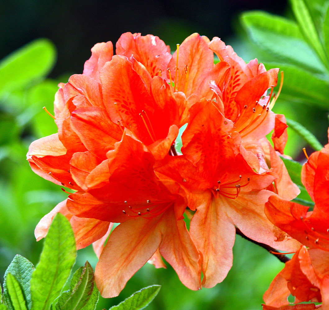 Tangerine Delight Deciduous Exbury Azalea Very Hardy/Fragrant 2.5