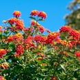thumbnail image 2 of Lantana Dallas Red  30 Live Plants  Lantana Camara  Flowering Perennial  Garden Colorful Bloom  Hardy Outdoor Decor  Vibrant Red Flowers, 2 of 8
