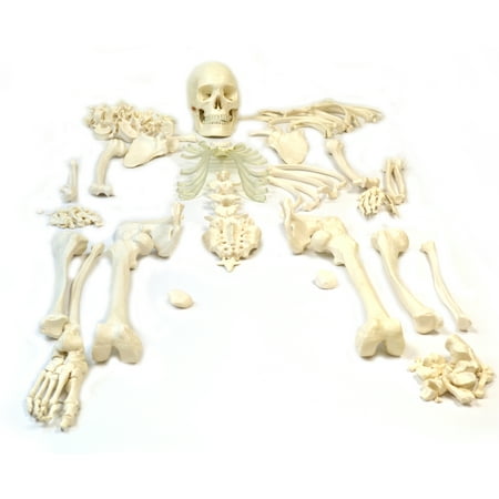 - Disarticulated Human Skeleton, Full, Medical Quality, Life Sized (62