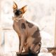 thumbnail image 4 of unbranded 1Ud Collar Ajustable Con Moño Y Para Y Mascotas Pequeñas, 4 of 6