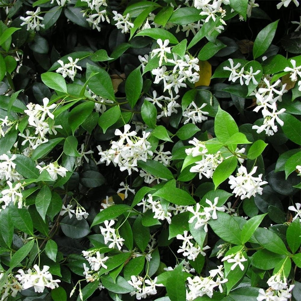 Green Confederate Star Jasmine Live Plant 4 to 8 Inch Tall, Jasmine Climbing Plant for Outdoor Gardening