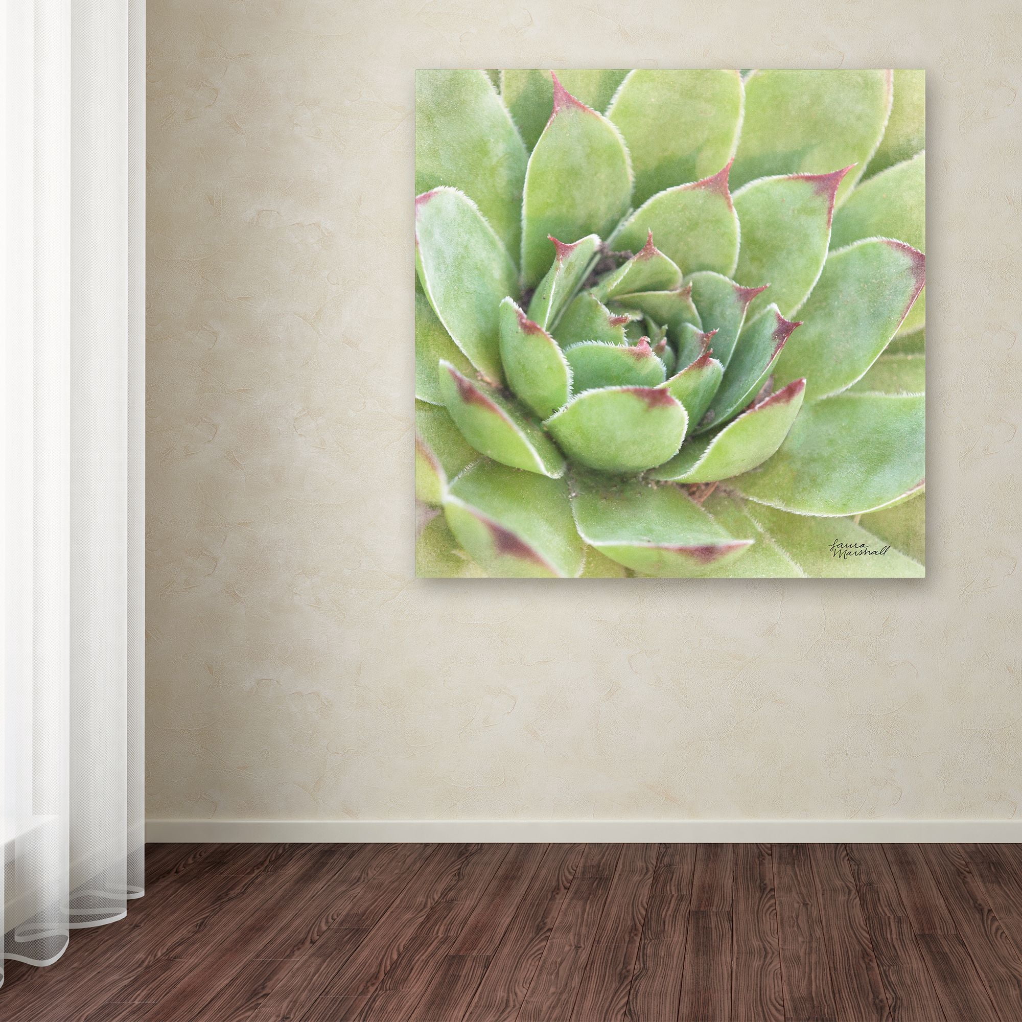 Trademark Fine Art 'Garden Succulents IV Color' Canvas Art by Laura Marshall