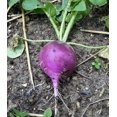 thumbnail image 2 of 300 PURPLE PLUM RADISH Raphanus Sativus White Flesh Root Vegetable Seeds, 2 of 4