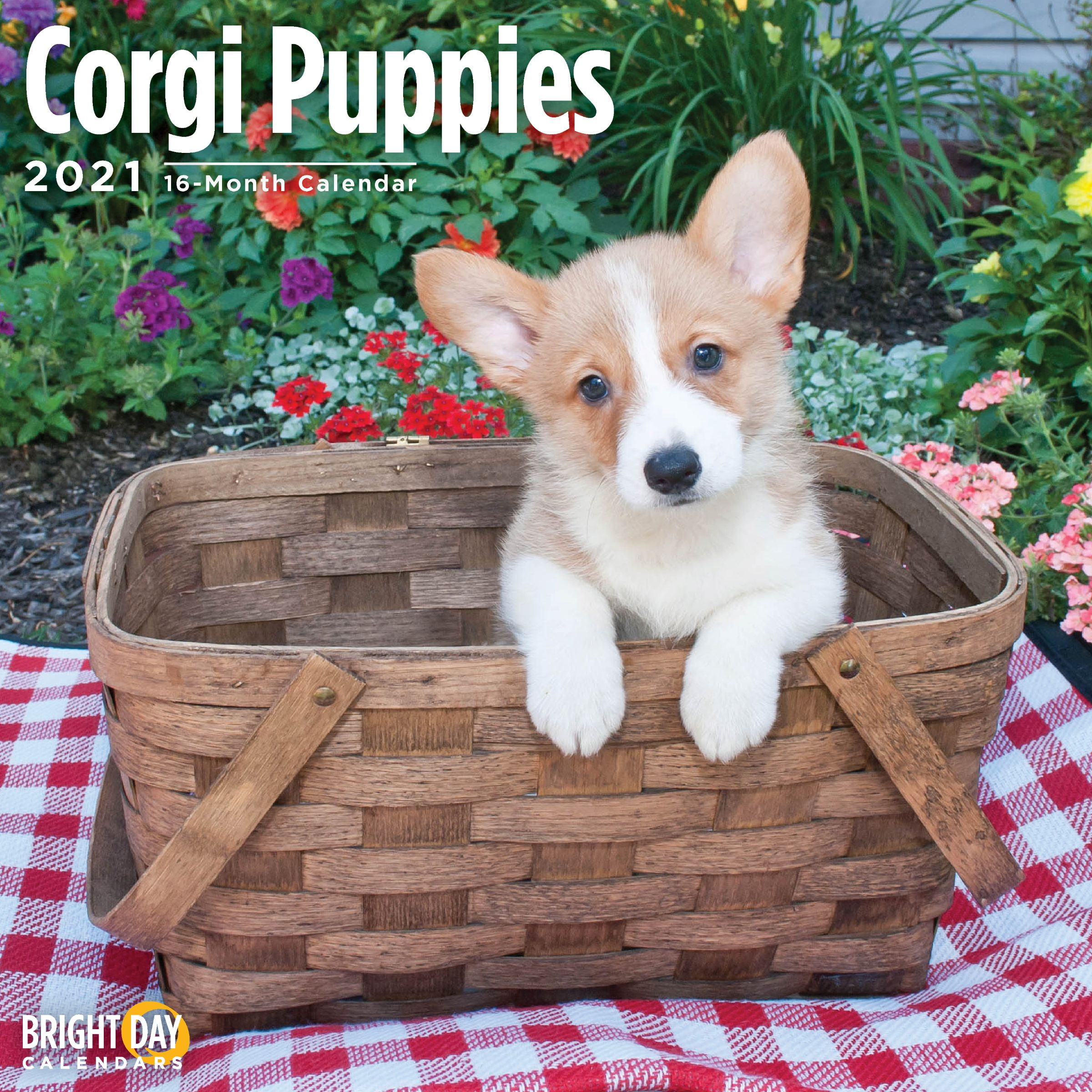2021 Corgi Puppies 12 x 12 Wall Calendar Cute Dog ...