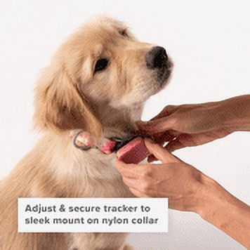 Whistle Medium Twist & Go Dog Tracking Collar Compatible with Whistle GO Explore Dog GPS Tracker Device, Floral