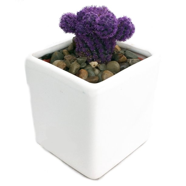 Amethyst Purple Living Desert Gem Cactus 2 5 Ceramic Pot Walmart Com