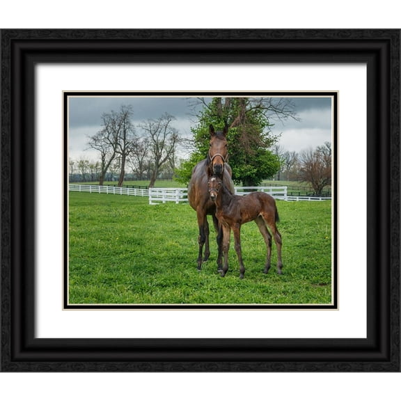 Galloimages Online 14x12 Black Ornate Wood Framed with Double Matting Museum Art Print Titled - Mare And Foal 2