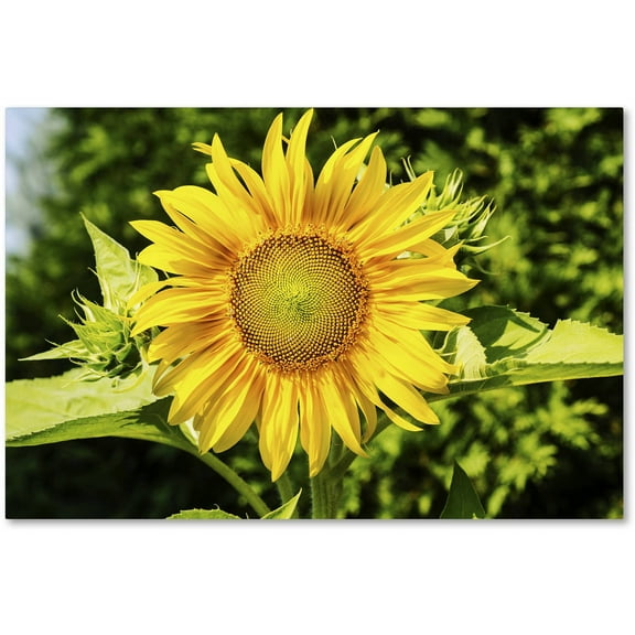 Trademark Fine Art "Just a Sunflower" Canvas Art by Kurt Shaffer