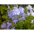 thumbnail image 4 of Plumbago Auriculata Perennial Shrub, Imperial Blue Flower, Gallon Pot, 4 of 6