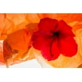 thumbnail image 2 of Beraldo, Zandina Muench 32x23 White Modern Wood Framed Museum Art Print Titled - Hibiscus Flower and Tissue Paper with Light, 2 of 4