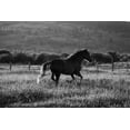 thumbnail image 2 of Aledanda 32x23 Gold Ornate Wood Framed with Double Matting Museum Art Print Titled - Going Home, 2 of 4