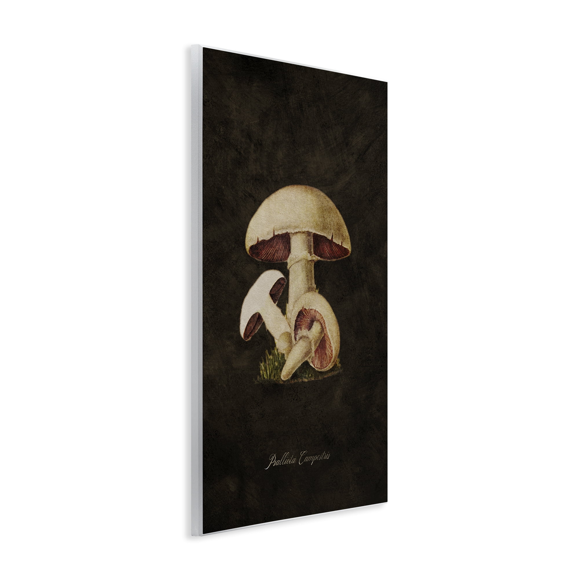 Stupell Industries Vintage Portobello Mushroom Plants & Flowers Painting Unframed Art Print Wall Art, 10 x 15