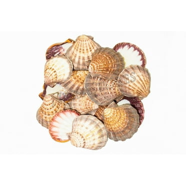 NessaStores- Natural Lion Paw Scallop Nautical Dish Beach Craft Sea Shell 5"- 6" (16 pcs) #JC-025