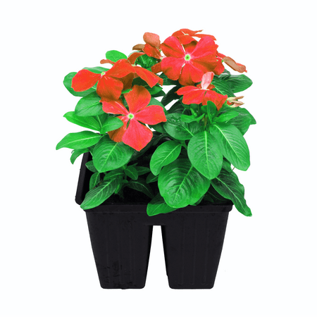 Expert Gardener 4PK Red Vinca Live Plant