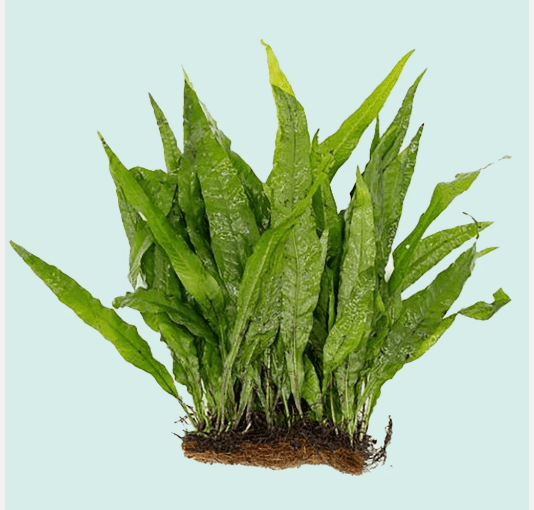 Java Fern on Half Mat – Live Aquarium Plant for Freshwater Tanks, Easy Low Light Plant