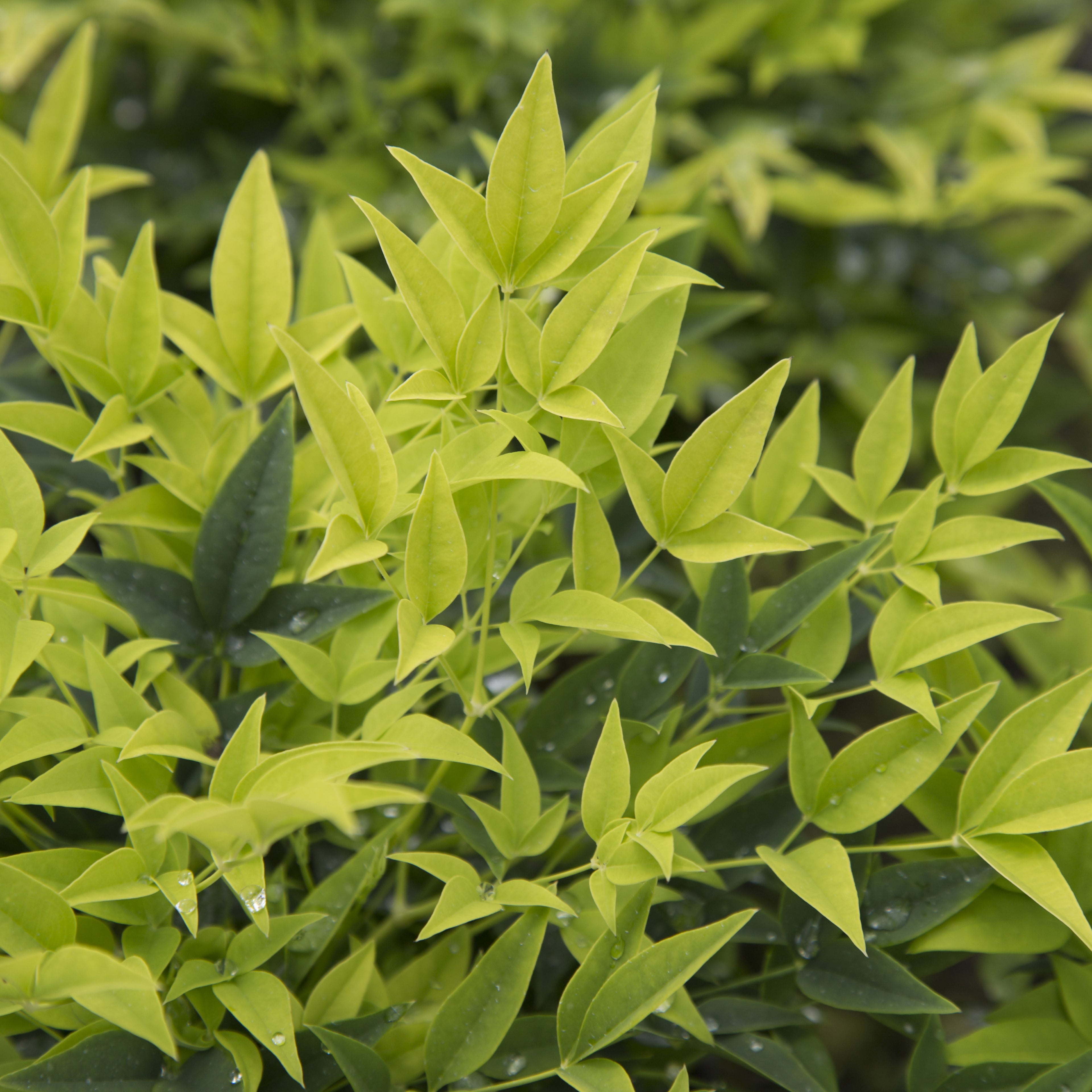 Southern Living Lemon Lime Nandina Live Shrub in 2.5-Quart Grower Pot