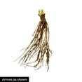 thumbnail image 2 of All Star Strawberry (Fragaria) Dormant Bare Root Starter Fruiting Plants (25-Pack), 2 of 2