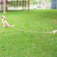 thumbnail image 4 of Correa Funcional Para Entrenamiento De Perros, Correa Con Hebillas, Correa Larga De Nailon, Correa Resistente Para Perros, Correa Firme Para Perros Para Mascotas Advancent PT001126-00, 4 of 7