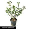 thumbnail image 5 of Nannyberry Viburnum Bush Potted Deciduous Flowering Shrub, in a 2.25 Gal. Pot, 5 of 6