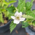 thumbnail image 6 of Perfect Plants Ouachita Blackberry 3 Gallon, 6 of 6