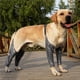 thumbnail image 5 of Arnés De Elevación De Pierna Ajustable Para Perro, Resistente Al Agua Kearding EL014426-04, 5 of 6
